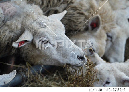 牧草を食む羊 124328941