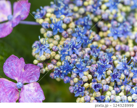 ガクアジサイのクローズアップ 124328999