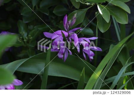 暗がりの草地に咲く鮮やかな紫のシラン 暗がりの草地に咲く鮮やかな紫のシラン 124329006
