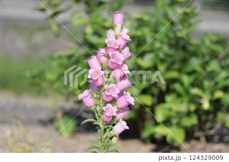 土手の花壇に咲く可憐なピンクの風鈴草 124329009