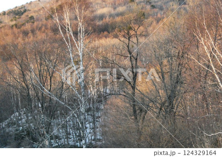 岩手県区界の残雪が少し残る白樺の雑木林の夕景 124329164