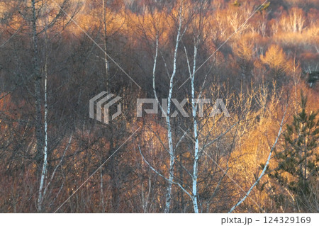 岩手県区界の残雪が少し残る白樺と雑木林の夕景 岩手県区界の残雪が少し残る白樺と雑木林の夕景 124329169