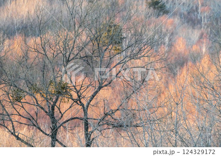 弥生三月岩手県区界の原野に夕陽が当たる 124329172