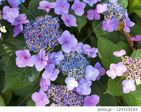 山に咲く紫色のガクアジサイ 124329183