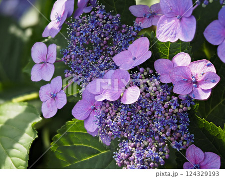 山に咲く紫色のガクアジサイ 124329193