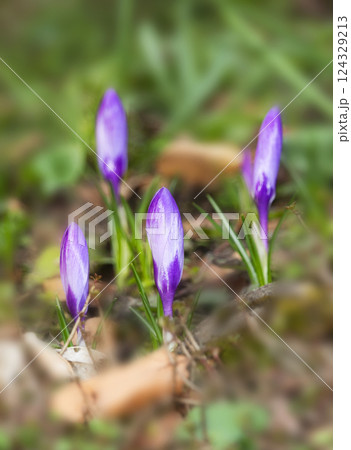 Purple crocus flower buds, first flowers of spring, coming out of ground Purple crocus flower buds, first flowers of spring, coming out of ground 124329213