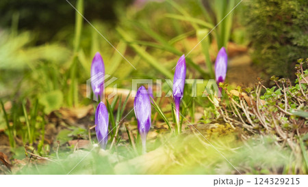 Purple crocus flower buds, first flowers of spring, coming out of ground 124329215