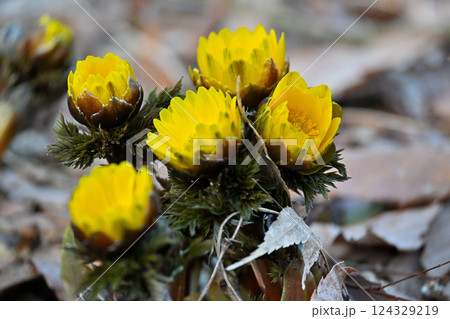 福寿草　横位置　富山県中央植物園 124329219