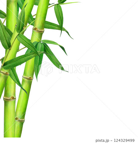 Bamboo stems with leaves corner decor element. Vintage style watercolor realistic illustration. Hand drawn bamboo border floral tropical decoration isolated on white background 124329499