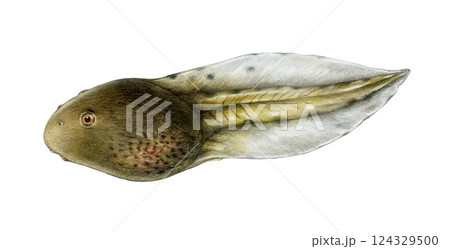Tadpole of a frog or toad realistic hand drawn illustration on white background. Newborn amphibian animal. Small pollywog with a tail close up painted watercolor illustration 124329500