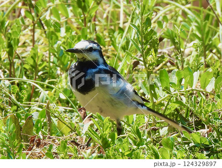 見つめる！ 124329897