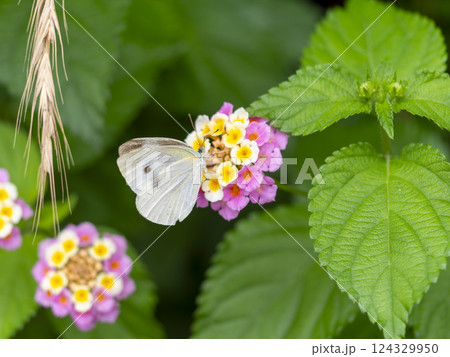 ランタナの蜜を吸うモンシロチョウ 124329950