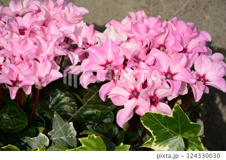 シクラメンイリュージアの花 124330030