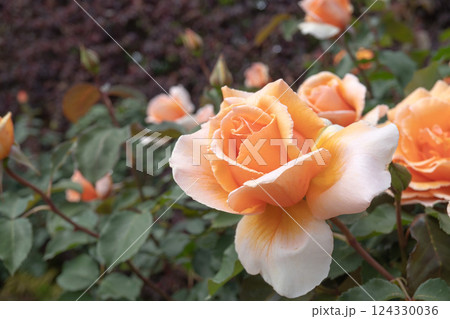 ジャストジョーイ／杏色の大きなバラ 124330036