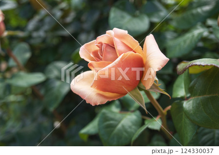 カフェラテ/開きかけたオレンジ系~茶系のバラ カフェラテ/開きかけたオレンジ系~茶系のバラ 124330037