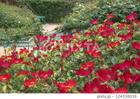 カクテル／一重で上向きに咲く華やかな赤いバラ 124330039