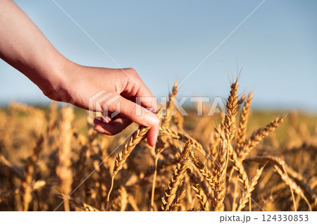 Wheat quality check. Farmer with ears of wheat in a wheat field. Harvesting. Agro business Wheat quality check. Farmer with ears of wheat in a wheat field. Harvesting. Agro business 124330853