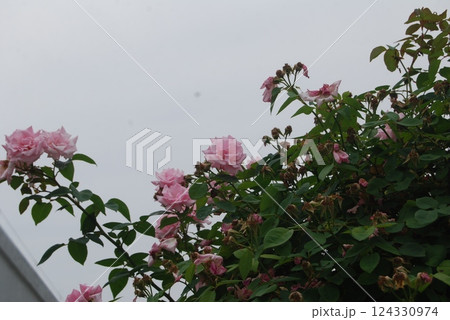 青空とピンク色のバラの花 124330974