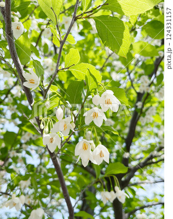エゴノキの白い花 初夏に咲く小さな白い花 エゴノキの白い花 初夏に咲く小さな白い花 124331157