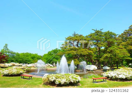 満開のつつじ　ツツジ　白つつじ公園　松ヶ池公園　長井市 124331162
