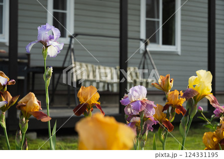 Irises flowers of different varieties in garden on flowerbed. Close up. Outdoors. Summer season Irises flowers of different varieties in garden on flowerbed. Close up. Outdoors. Summer season 124331195