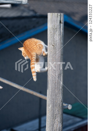 木に登る可愛い野良猫 124331227