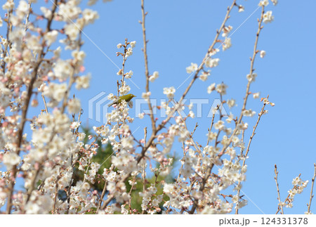 青空をバックにし白い桜とメジロ 青空をバックにし白い桜とメジロ 124331378