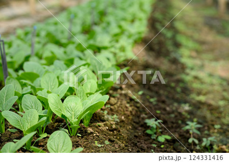 Close up of young plants growing in a greenhouse. Sustainable agriculture concept 124331416