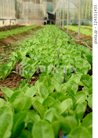 Close up of young green vegetable seedlings thriving under a drip irrigation system inside a greenhouse Close up of young green vegetable seedlings thriving under a drip irrigation system inside a greenhouse 124331435