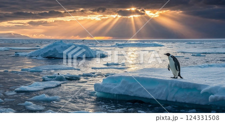 Emperor penguin standing on a melting iceberg in antarctica at sunset, symbolizing global warming and climate change 124331508