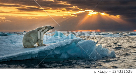 Polar bear sitting on a melting ice floe in a colorful sunset, symbolizing global warming and climate change concept Polar bear sitting on a melting ice floe in a colorful sunset, symbolizing global warming and climate change concept 124331529