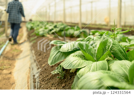 Green leafy vegetables growing in neat rows inside a greenhouse 124331564