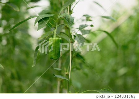 Close up of fresh green bell pepper growing on the vine in a greenhouse Close up of fresh green bell pepper growing on the vine in a greenhouse 124331565