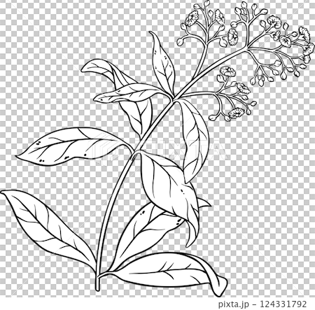 Allspice Plant with Berries and Leaves Outline Illustration 124331792