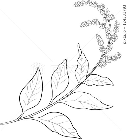 Amaranth  Plant with Flowers  and Leaves Outline Illustration 124331793
