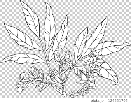 Cardamom Plant with Outline Illustration 124331795