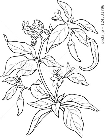 Cayenne Pepper Plant  Outline Illustration 124331796