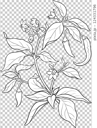 Cayenne Pepper Plant  Outline Illustration 124331796