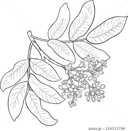 Andiroba Branch Outline Illustration Andiroba Branch Outline Illustration 124331798