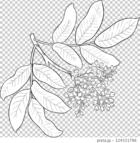 Andiroba Branch Outline Illustration Andiroba Branch Outline Illustration 124331798