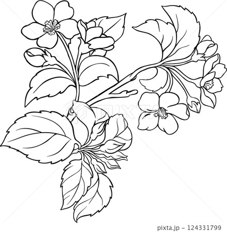 Apple Branch with Flowers and Leaves Outline Illustration. Apple Branch with Flowers and Leaves Outline Illustration. 124331799