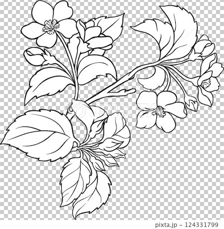 Apple Branch with Flowers and Leaves Outline Illustration. Apple Branch with Flowers and Leaves Outline Illustration. 124331799