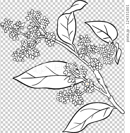 avocado branches vector isolated avocado branches vector isolated 124331801