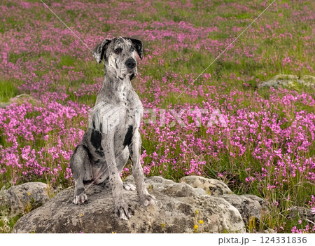 great dane in nature great dane in nature 124331836