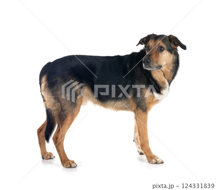 german shepherd mix breed 124331839