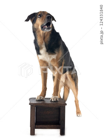 german shepherd mix breed 124331840