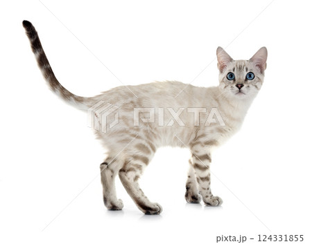 bengal kitten in studio bengal kitten in studio 124331855
