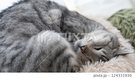 窓辺で眠る猫 サバトラ猫 窓辺で眠る猫 サバトラ猫 124331930
