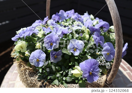 バスケットに植えたパステルカラーのビオラ バスケットに植えたパステルカラーのビオラ 124332068