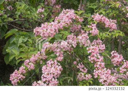 タニウツギ/花が咲いた枝が重そうに枝垂れる様子 タニウツギ/花が咲いた枝が重そうに枝垂れる様子 124332132